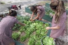Harveting-Lettuce-for-the-Canteen-Daceyville-PS-copy