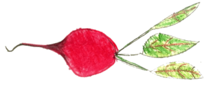 beetroot
