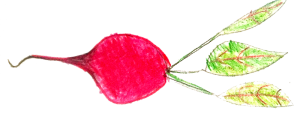 beet beet