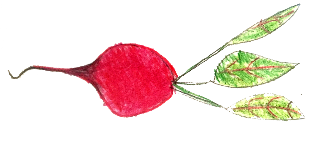 beet